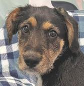 39 Black and tan male #2