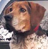 21 Bluetick Coonhound